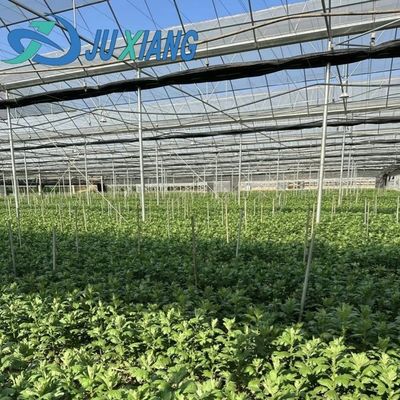 Steel Plastic Double Arch Beam Design Greenhouse For Vegetables