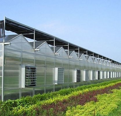 Custom Design and Double Arch Beam Greenhouse for Tomato/Cucumber Growing Large Size