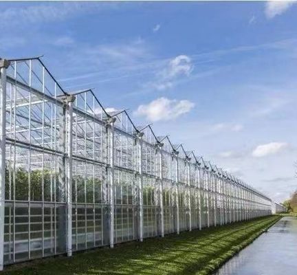 Custom Design and Double Arch Beam Greenhouse for Tomato/Cucumber Growing Large Size