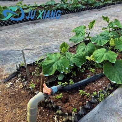 Custom Modern Sunlight Greenhouse Double Layer for Mushroom Planting Requirements