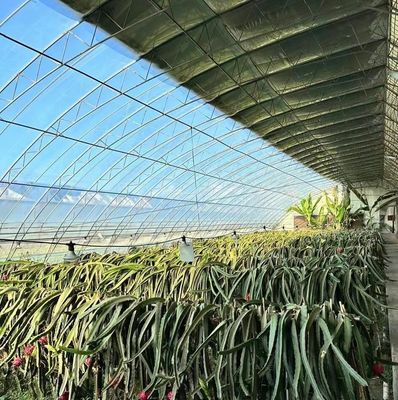 Custom Modern Sunlight Greenhouse Double Layer for Mushroom Planting Requirements