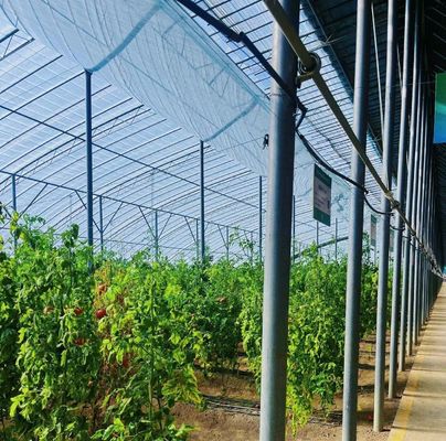 Custom Modern Sunlight Greenhouse Double Layer for Mushroom Planting Requirements