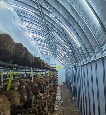 Modern Sunlight Glass Greenhouse with Automatic Irrigation System