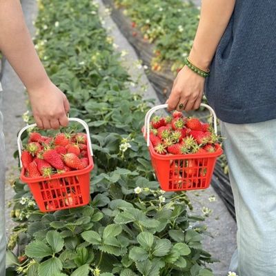 Large Scale Farming Drip Irrigation Greenhouse 50.00cm * 60.00cm * 50.00cm Full Payment