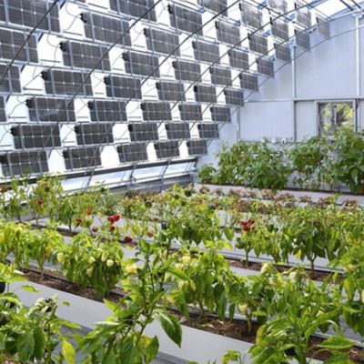 Multi-Span Arch Type PE/Po Plastic Film Photovoltaic Solar Greenhouse for Performance