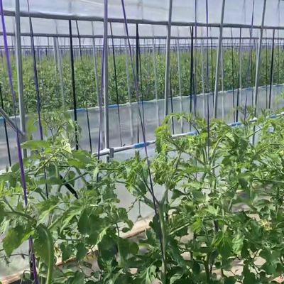 Multi Span Greenhouse with Shading 30 Days Return Refunds Now in Limited Time Offer