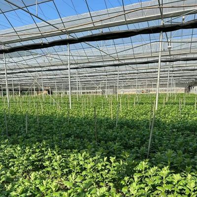US Full Payment Multi-Span Greenhouse with Drip Irrigation System and Initial Payment