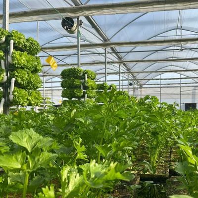 US Full Payment Multi-Span Greenhouse with Drip Irrigation System and Initial Payment
