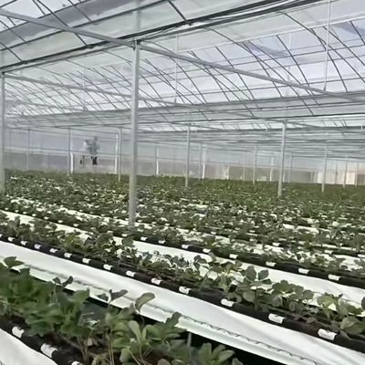 Multi-Span Greenhouse for Hydroponics Growing Samples US 20/Square Meter Currency US