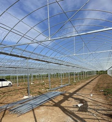 Customized Multi-Span Greenhouse Yield Solution for Hydroponic Vegetable Production