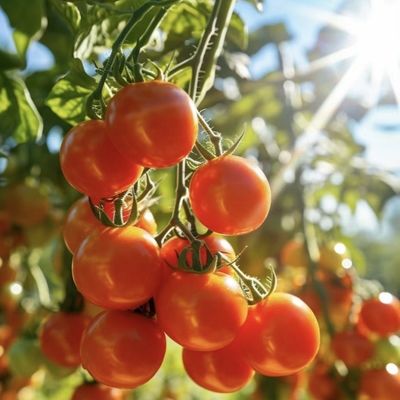 Customized Multi-Span Greenhouse Yield Solution for Hydroponic Vegetable Production