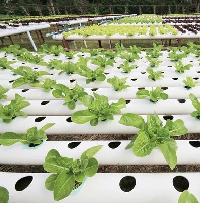 Multi-Span Greenhouse with Advanced Irrigation About Shipping Cost and Delivery Time