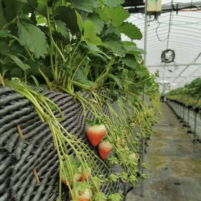 Multi-Span Greenhouse with Advanced Irrigation About Shipping Cost and Delivery Time