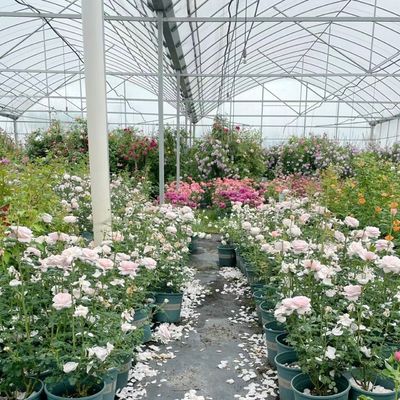 Multi-Span Greenhouse for Vegetable Production US 20/Square Meter Min. Order Samples