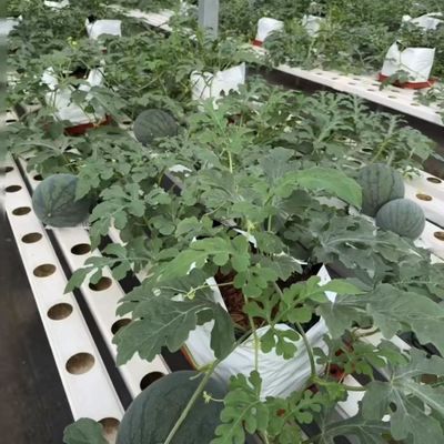 Multi-Span Greenhouse for Vegetable Production US 20/Square Meter Min. Order Samples