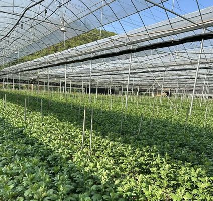 Multi-Span Greenhouse for Vegetable Production US 20/Square Meter Min. Order Samples