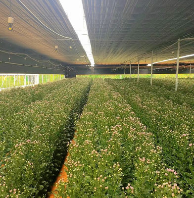 Vegetable Production Po Film Greenhouse with Shading System and 30 Days Return refunds