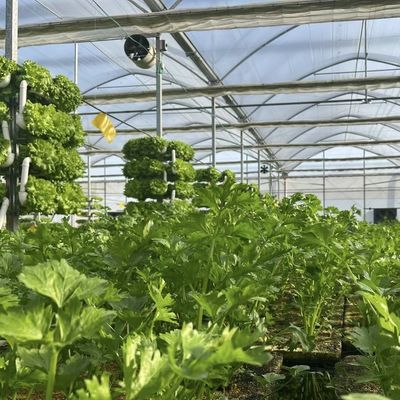 Vegetable Production Po Film Greenhouse with Shading System and 30 Days Return refunds
