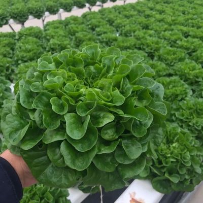 Vegetable Production Po Film Greenhouse with Shading System and 30 Days Return refunds