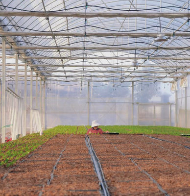 Multi Span Film Greenhouse for Hydroponics Growing Protects Plants from Harsh Weather