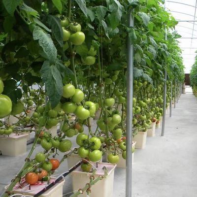 Multi Span Film Greenhouse for Hydroponics Growing Protects Plants from Harsh Weather