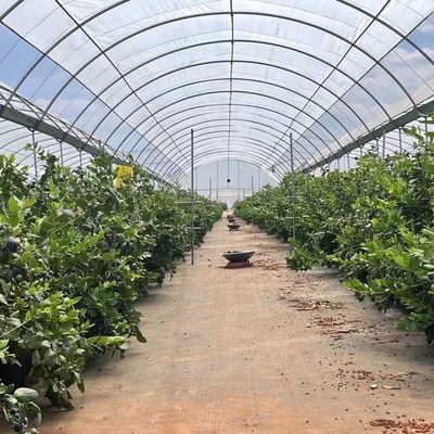 Steel Structure Multi-Span Cocopeat Soil Greenhouse for Vegetable Production Solutions