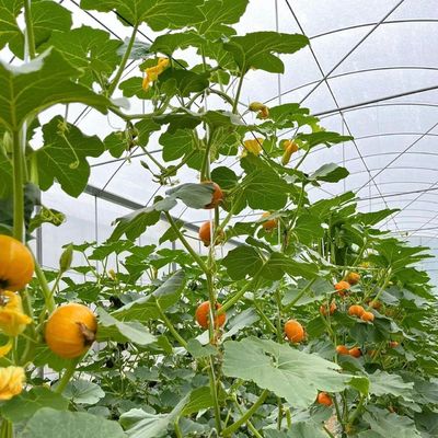 Package Size 50.00cm * 60.00cm * 50.00cm Multi Span Greenhouse with Drip Irrigation