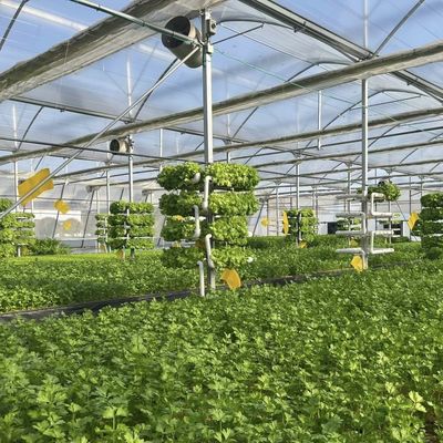 Package Size 50.00cm * 60.00cm * 50.00cm Multi Span Greenhouse with Drip Irrigation