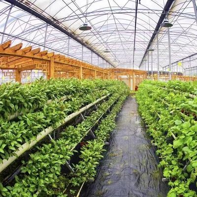 Multi Span Po Film Greenhouse in High Demand Package Size 50.00cm * 60.00cm * 50.00cm