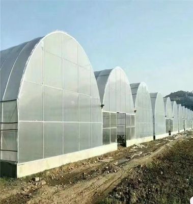 Film Covered Large Multi-Span High Tunnel Greenhouse for Large-Scale Cultivation