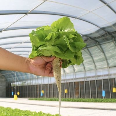 Film Covered Large Multi-Span High Tunnel Greenhouse for Large-Scale Cultivation