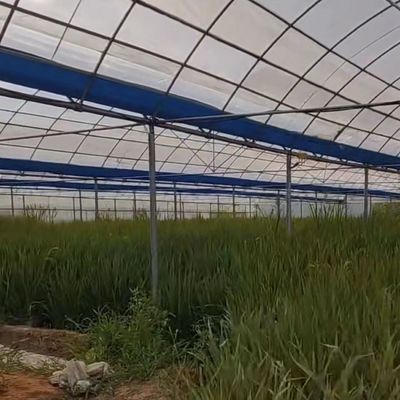 Multi-Span Tunnel Po Film Greenhouse 30 Days Return Refunds US Currency Greenhouse