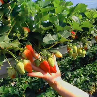 Multi-Span Tunnel Po Film Greenhouse 30 Days Return Refunds US Currency Greenhouse