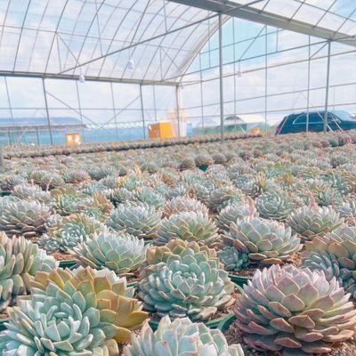 Multi-Span Film Greenhouse for Grass Planting Optimal Cover Material and Shading System