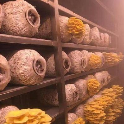 Shipping Container Greenhouse for Mushroom Cultivation in Smart Design JX-CG-0001