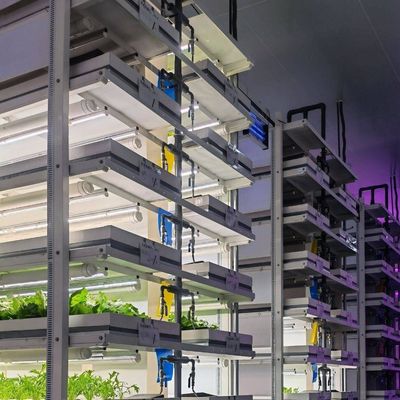 Shipping Container Greenhouse for Mushroom Cultivation in Smart Design JX-CG-0001
