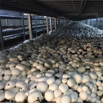 Shipping Container Greenhouse for Mushroom Cultivation in Smart Design JX-CG-0001