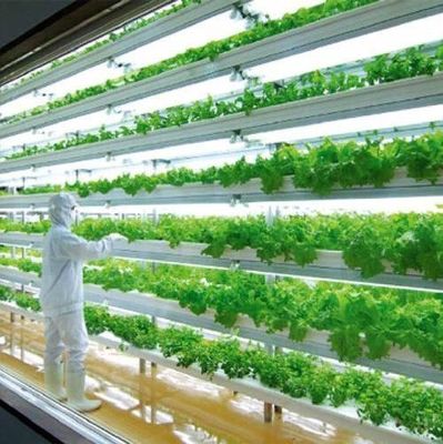 Shipping Container Greenhouse for Mushroom Cultivation in Smart Design JX-CG-0001