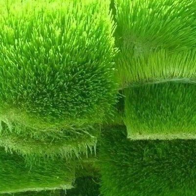 Multi-Functional Container Forage for Double Layer Flower/Vegetable/Seed Breeding