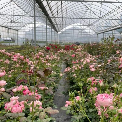 Water Irrigation Greenhouse JX-A00155 for Shipping Cost and Estimated Delivery Time
