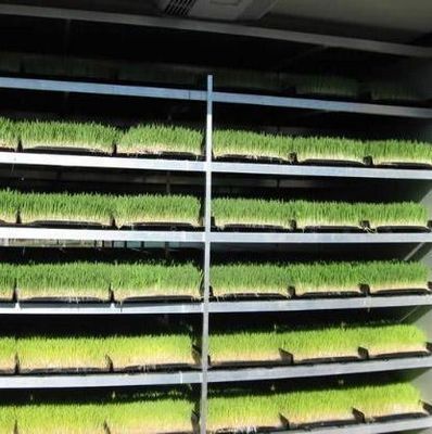 Multi-Functional Container Forage for Double Layer Flower/Vegetable/Seed Breeding