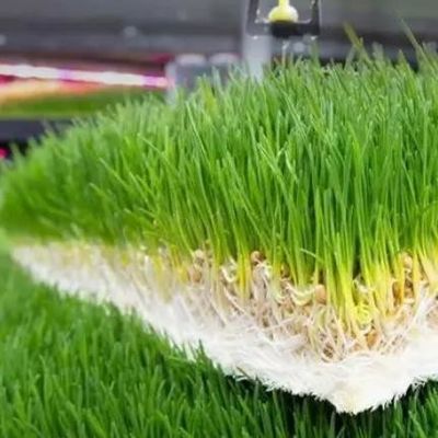 Multi-Functional Container Forage for Double Layer Flower/Vegetable/Seed Breeding
