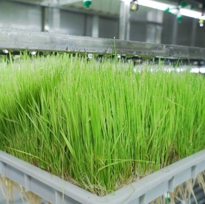 Multi-Functional Container Forage for Double Layer Flower/Vegetable/Seed Breeding