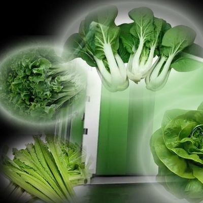 Shipping Cost and Estimated Delivery Time Container Greenhouses for Leafy Vegetables