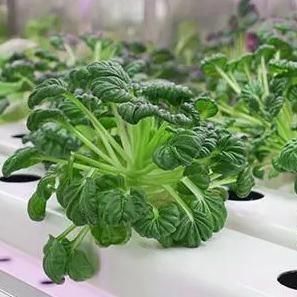 Shipping Cost and Estimated Delivery Time Container Greenhouses for Leafy Vegetables