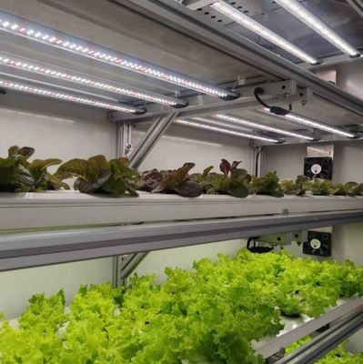 Shipping Cost and Estimated Delivery Time Container Greenhouses for Leafy Vegetables