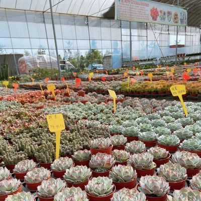 US 20/Square Meter Hydroponic Drip Irrigation Plastic Film Greenhouse for Vegetables