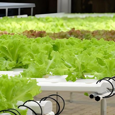 Steel Structure Vertical Farming Container Greenhouse with Multi-Span Hydroponic System