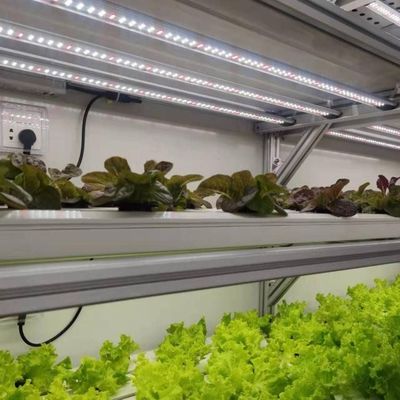 Steel Structure Vertical Farming Container Greenhouse with Multi-Span Hydroponic System