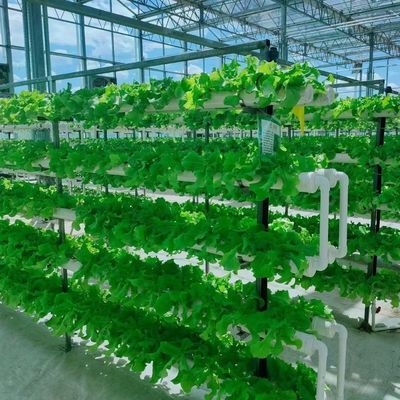 Steel Structure Vertical Farming Container Greenhouse with Multi-Span Hydroponic System